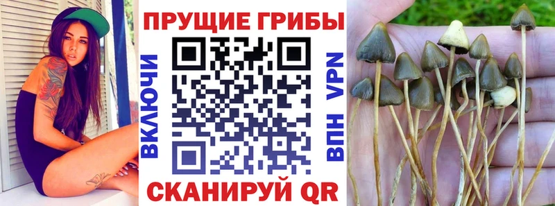 Псилоцибиновые грибы MAGIC MUSHROOMS  дарк нет наркотические препараты  Улан-Удэ 